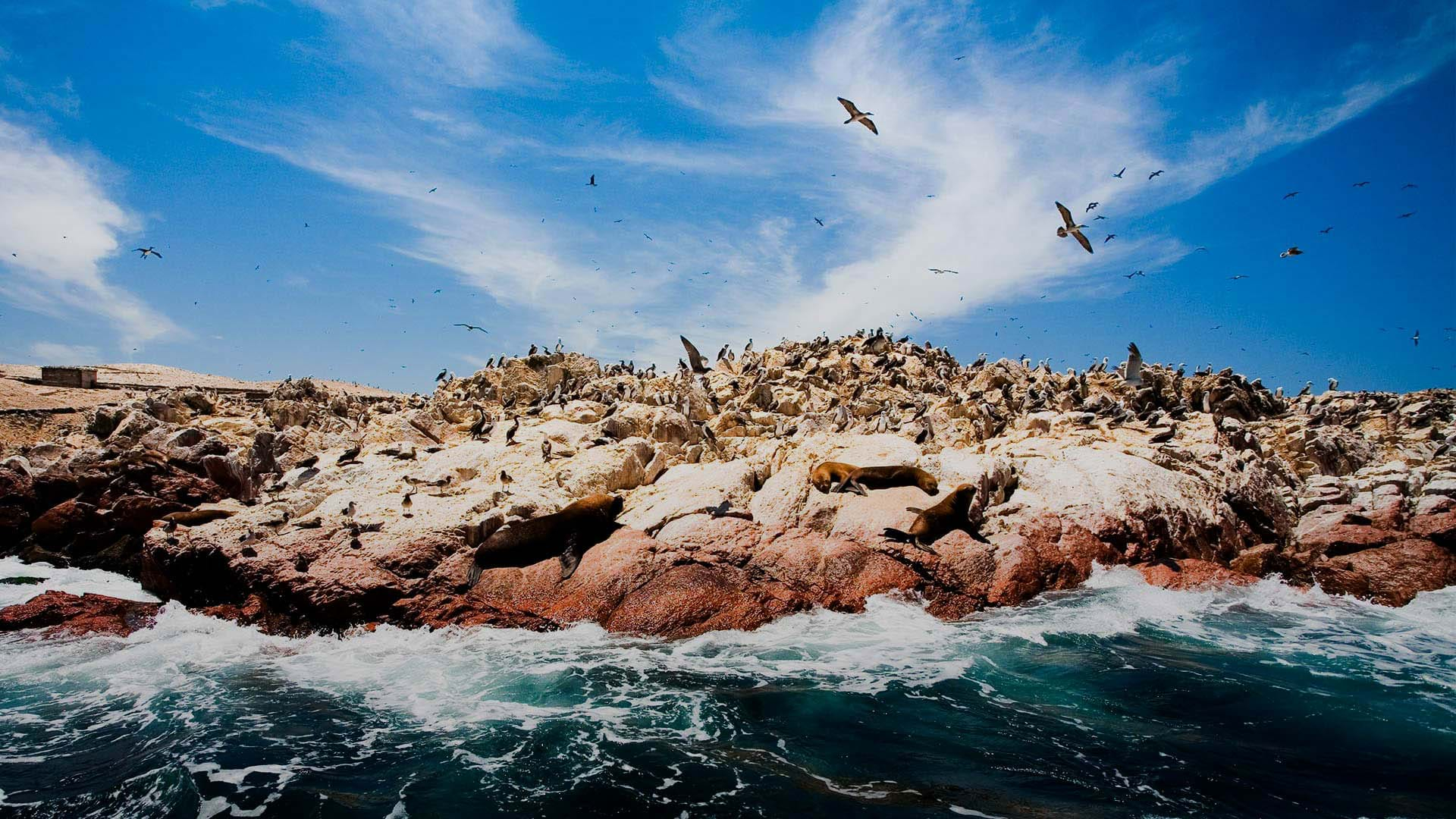 Tour Reserva Nacional de Paracas